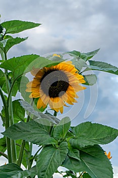 Beautiful blooming sunflower in farming field