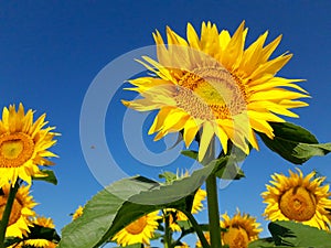 Beautiful blooming sunflowers in field farming. Floarea soarelui