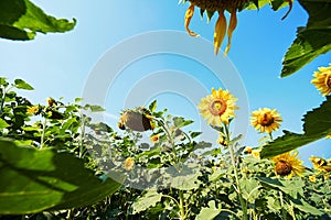 Beautiful blooming sunflowers in the fields with blue sky