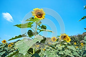 Beautiful blooming sunflowers in the fields with blue sky