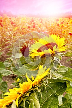 Beautiful blooming sunflowers in the morning field