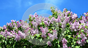 A beautiful blooming syringa vulgaris, common lilac bush with pink, lavender lush flower panicles against the blue sky. Maiden`s