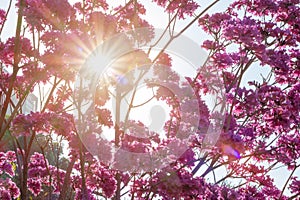 blooming Tabebuia Rosea or Tabebuia Chrysantha Nichols with sun flares horizontal composition photo