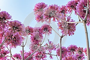 blooming Tabebuia Rosea or Tabebuia Chrysantha Nichols under blue sky horizontal composition photo