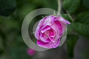 Beautiful blooming tea rose. Macro shot.