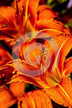 Beautiful blooming tender gorgeous blooming Lily flower and stamen in the sunshine, flower bed of the garden.