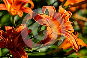 Beautiful blooming tender gorgeous blooming Lily flower and stamen in the sunshine, flower bed of the garden.
