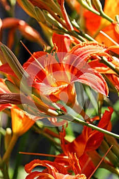 Beautiful blooming tender gorgeous blooming Lily flower and stamen in the sunshine, flower bed of the garden.