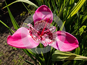 Tigridia pavonia flower photo