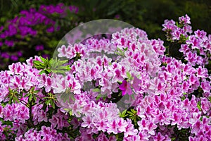 tracery wall of azalea photo