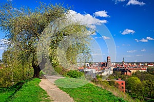 Beautiful blooming tree and the Main City of Gdansk at spring, Poland