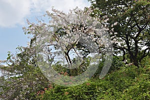 Beautiful blooming trees and flowers in Garden Park in Bangkok, Thailand