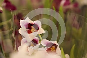 Beautiful blooming tropical orchid on blurred background, closeup