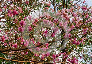 Beautiful blooming trumpet tree branches