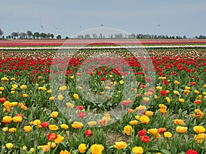 Beautiful blooming tulip fields in the German city of Grevenbroich. Yellow and red tulips. A landscape like in the spring in the