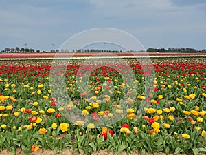Beautiful blooming tulip fields in the German city of Grevenbroich. Yellow and red tulips. A landscape like in the spring in the