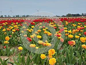 Beautiful blooming tulip fields in the German city of Grevenbroich. Yellow and red tulips. A landscape like in the spring in the