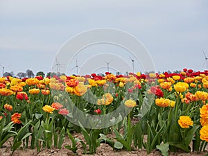 Beautiful blooming tulip fields in the German city of Grevenbroich. Yellow and red tulips. A landscape like in the spring in the