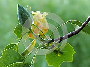 Beautiful blooming tuliptree or fiddletree