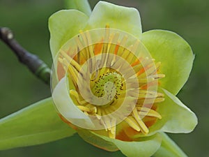 Beautiful blooming tuliptree or fiddletree