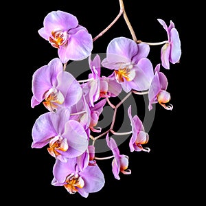 Beautiful blooming twig of purple orchid phalaenopsis is isolate