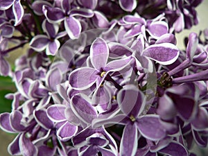 Beautiful blooming varietal selection two-tone lilac Syringa vulgaris Sensation. Macro image of spring lilac violet flowers, abs