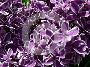 Beautiful blooming varietal selection two-tone lilac Syringa vulgaris Sensation. Macro image of spring lilac violet flowers, abs