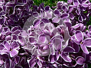 Beautiful blooming varietal selection two-tone lilac Syringa vulgaris Sensation. Macro image of spring lilac violet flowers, abs