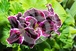 beautiful blooming velvet purple geranium flower with green leaves. Royal Pelargonium Elegance Imperial