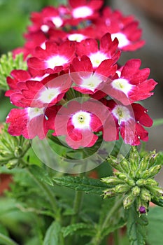 Beautiful blooming verbena