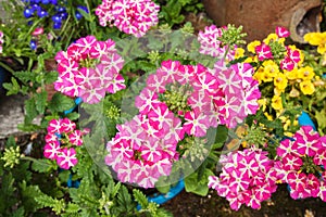 Beautiful blooming verbena