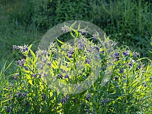 Beautiful blooming violet comfrey flowers - Symphytum officinale - in homemade garden.