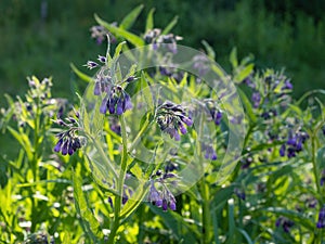 Beautiful blooming violet comfrey flowers - Symphytum officinale - in homemade garden.