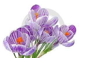 Beautiful blooming violet Crocuses Magnoliopsida isolated on white background, including clipping path