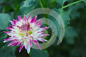 Beautiful blooming violet dahlia flower in green garden, closeup. Space for text