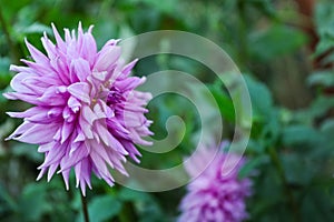 Beautiful blooming violet dahlia flower in green garden, space for text