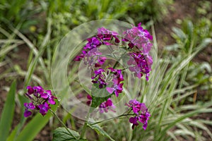 Beautiful blooming violet Lunary flowers