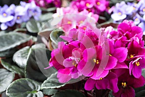 Beautiful blooming violets as background, closeup. Plants for house decor