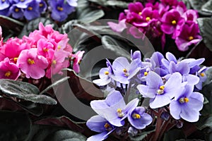 Beautiful blooming violets as background. Plants for house decor