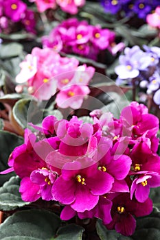 Beautiful blooming violets as background. Plants for house decor