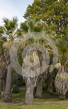 Beautiful blooming Washingtonia filifera. tropical vegetation and jungles