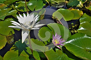 Beautiful blooming water lilies: white and purple