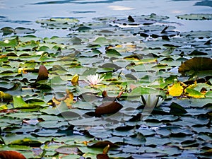 Beautiful blooming water lily, close up view, on the water of Lake Bled in Slovenia