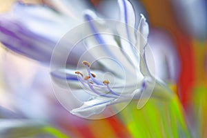 Beautiful blooming white African agapanthus  flower