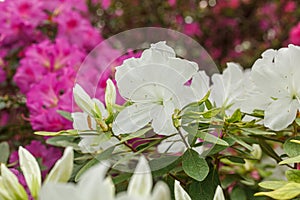 Beautiful blooming white Azalea bushes