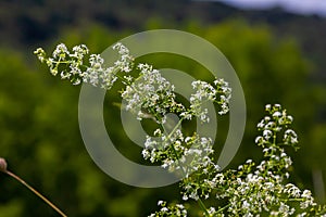 Beautiful blooming white bedstraw in June, galium album