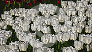 Beautiful blooming white classic tulips in backlight