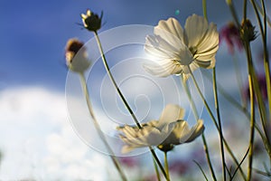 Beautiful blooming white cosmos field with blue sky background