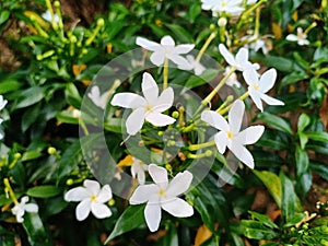 The beautiful blooming white crepe jasmine