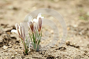 Blooming white crocus flowers in garden